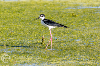 Black-Necked Stilt