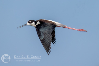 Black-Necked Stilt