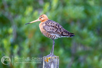 Black-tailed Godwit