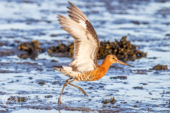 Black-tailed Godwit