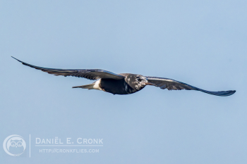 Black Tern