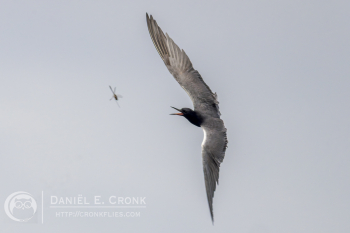Black Tern