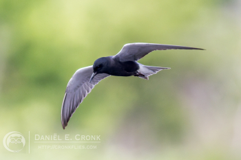 Black Tern