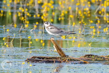 Black Tern