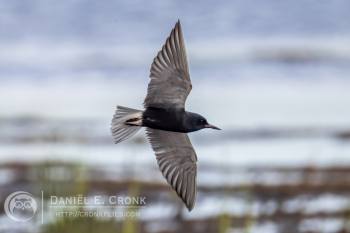 Black Tern