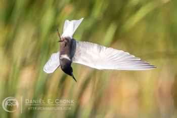 Black Tern