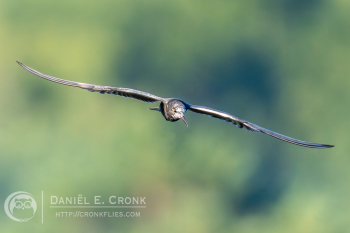 Black Tern