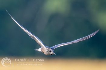 Black Tern