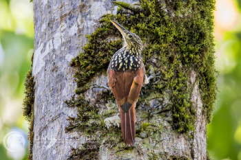 Black-striped Woodcreeper