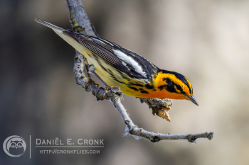 Blackburnian Warbler