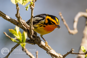 Blackburnian Warbler