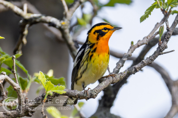 Blackburnian Warbler