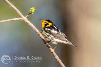 Blackburnian Warbler