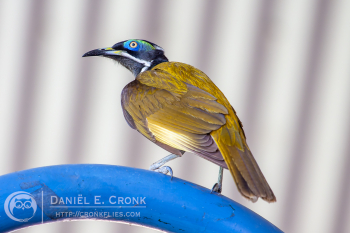 Blue-Faced Honeyeater