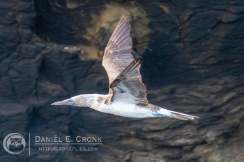Blue-Footed Booby