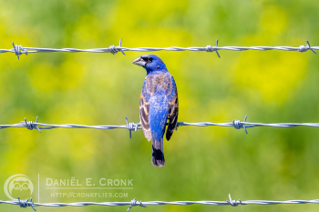 Blue Grosbeak