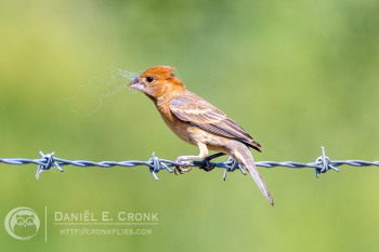 Blue Grosbeak