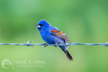 Blue Grosbeak