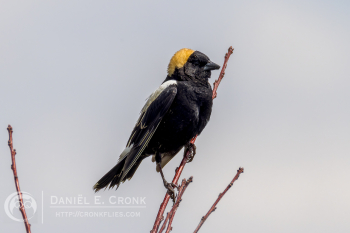 Bobolink