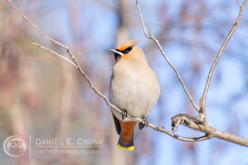 Bohemian Waxwing