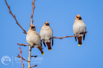 Bohemian Waxwing
