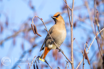 Bohemian Waxwing
