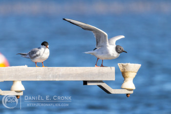 Bonaparte's Gull