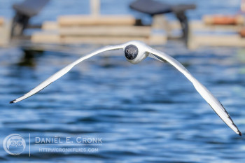 Bonaparte's Gull