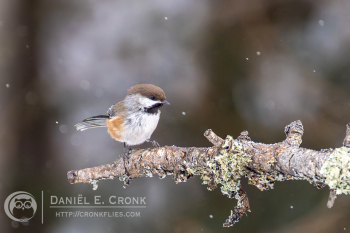 Boreal Chickadee