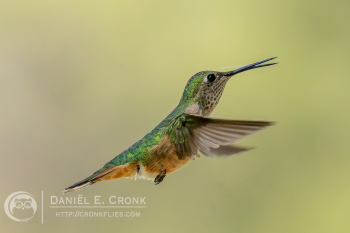 Broad-Tailed Hummingbird