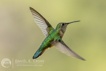 Broad-Tailed Hummingbird