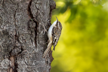 Brown Creeper