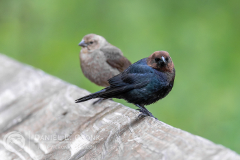 Brown-Headed Cowbird