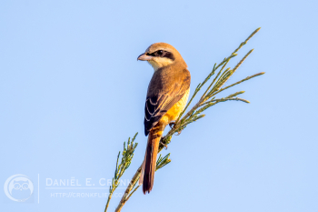Brown Shrike