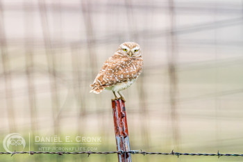 Burrowing Owl