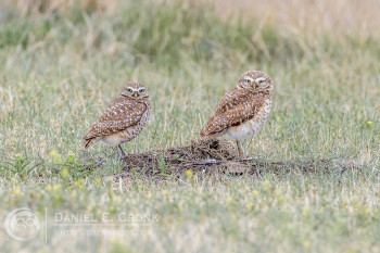 Burrowing Owl