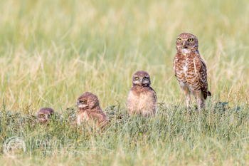 Burrowing Owl