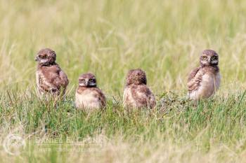 Burrowing Owl