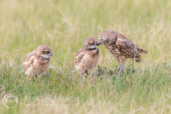 Burrowing Owl