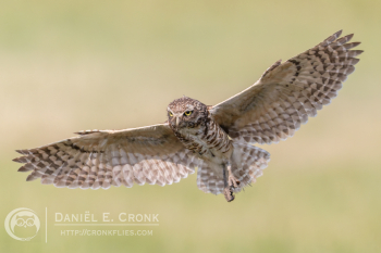 Burrowing Owl