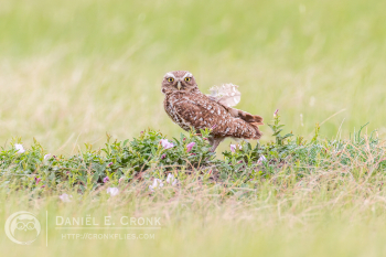 Burrowing Owl