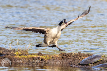 Canada Goose