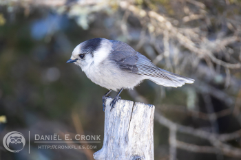Canada Jay