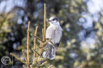 Canada Jay