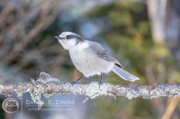 Canada Jay