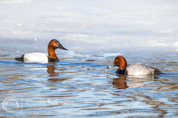 Canvasback
