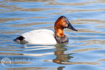 Canvasback