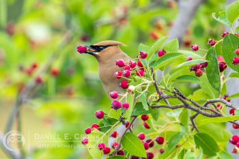 Cedar Waxwing