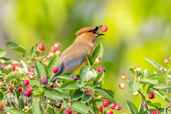 Cedar Waxwing