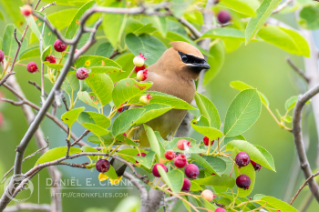 Cedar Waxwing